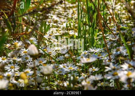 Margherite su un prato alla fine stagione di primavera Foto Stock