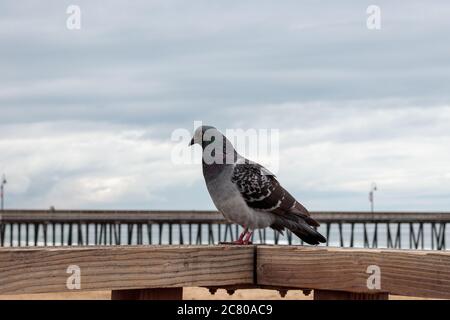 Pigeon seduto su una rotaia Foto Stock