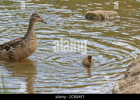 Una donna orgogliosa Mallard (Anas platyrhynchos) anatra si mette in attesa sopra la sua giovane anatroccolo nuotare vicino alla riva di un laghetto. Foto Stock