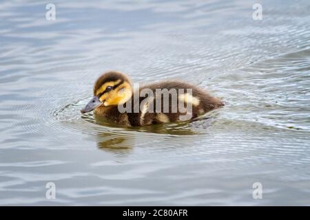 Un adorabile giovane anatroccolo Mallard (Anas platyrhynchos) che nuota sull'acqua. Foto Stock