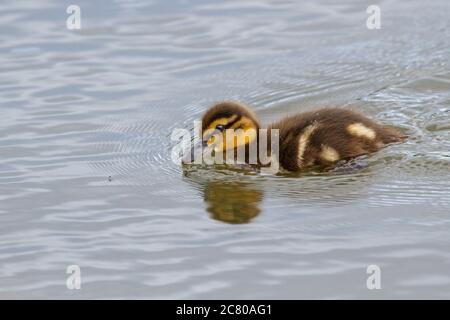 Un adorabile giovane anatroccolo Mallard (Anas platyrhynchos) che nuota sull'acqua. Foto Stock