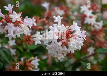 Bellissimi fiori tubolari bianchi di abelia grandiflora fioriti in estate Foto Stock