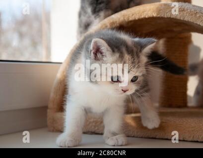 spaventato piccolo gattino isolato su sfondo bianco Foto Stock