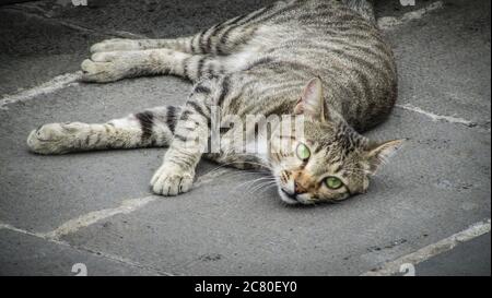 il gatto a strisce giace sull'asfalto e guarda la macchina fotografica Foto Stock