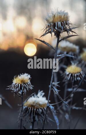 Soft focus of dry thistle flower against a blurry autumn sunset Foto Stock