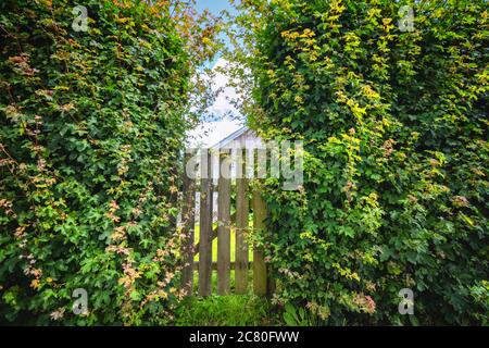 Cancello da giardino tra grandi cespugli verdi in estate con un cielo blu Foto Stock