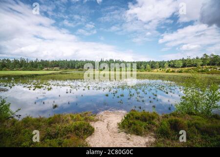 Zona paludosa circondata da alberi sotto un cielo blu in luce solare Foto Stock