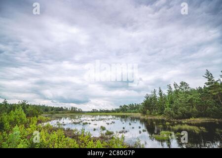 Foresta palude in una giornata nuvolosa con alberi verdi intorno ad un piccolo lago Foto Stock