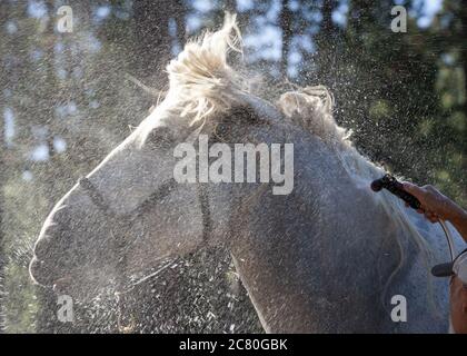 Wagon bozza cavallo erba pesante valle California festival tradizione Stati Uniti Foto Stock