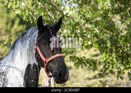 Wagon bozza cavallo erba pesante valle California festival tradizione Stati Uniti Foto Stock