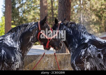 Wagon bozza cavallo erba pesante valle California festival tradizione Stati Uniti Foto Stock