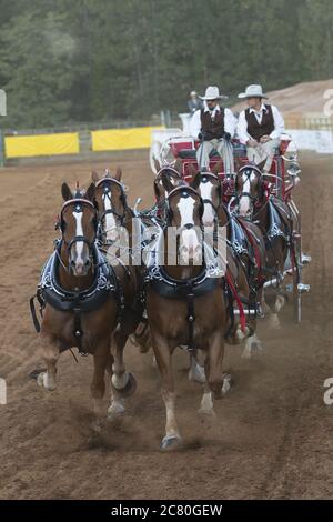 Wagon bozza cavallo erba pesante valle California festival tradizione Stati Uniti Foto Stock