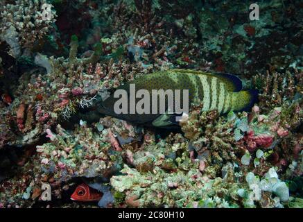 Gruppo a puntate blu, Cephalopholis Argus, nella barriera corallina di Bathala, Maldive Foto Stock