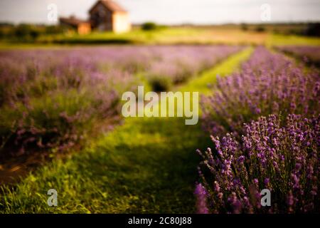 Pittoresco campo di lavanda all'alba. Primo piano. Lavanda fiorita. Foto Stock