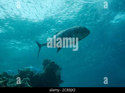 Gigante trevally, Caranx ignobilis, subacquea sulla barriera corallina, Bathala, Ari Atol, Maldive Foto Stock