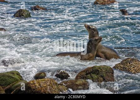 Due dei leoni marini della California si abbronzano sulle rocce di la Jolla Cove a la Jolla, San Diego, USA in estate Foto Stock