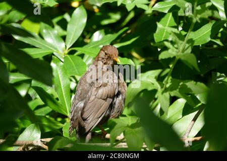 Giovane Blackbird in una siepe Foto Stock