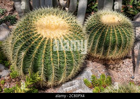 Echinocactus grusonii, conosciuto anche come il cactus dorato del barile, la sfera dorata o il cuscino della madre-in-legge, cactus al giardino d'inverno a Helsinki, Finlandia Foto Stock