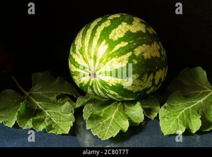 Il cocomero a righe con foglio verde su sfondo nero. La frutta matura su tavola di vetro,. Sfondo naturale Foto Stock