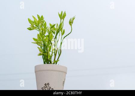 Ramo di piante domestiche ficus benjamina con foglie variegate. Fuoco selettivo, spazio di copia. Foto Stock