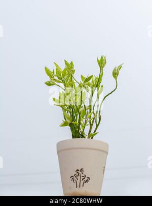 Houseplant Ficus Benjamina con foglie variegate in vaso di fiori, isolato su sfondo bianco, spazio copia Foto Stock