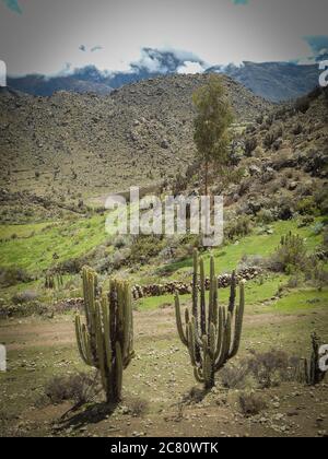 Bella scena con cactus, lussureggiante vegetazione Colca Canyon, Perù in una giornata estiva Foto Stock