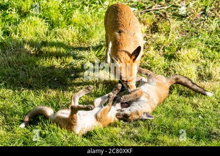 Madre volpe che cura il cucciolo giovane nel sole primaverile. Due cuccioli che si stendono giocosamente combattendo tra loro come madre gemisce uno di loro. Foto Stock