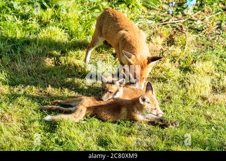 Madre volpe che cura il cucciolo giovane nel sole primaverile. Due cuccioli seduti mentre la madre si adduce la schiena di uno di loro contro lo sfondo di erba. Foto Stock