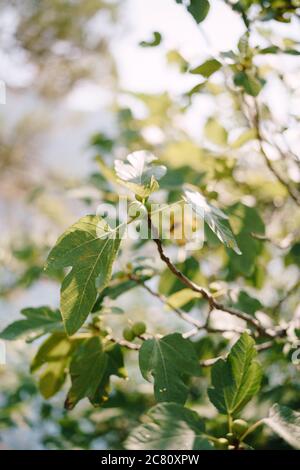 Frutti di fico verde su rami di alberi tra il fogliame. Foto Stock