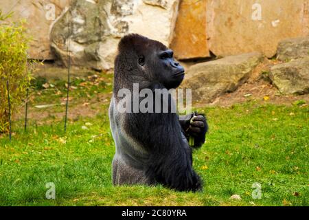 Gorilla nello Zoo, scena animale della fauna selvatica, mammifero sull'erba verde Berlino, Germania. Foto Stock