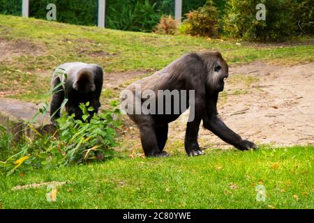 Gorilla nello Zoo, scena animale della fauna selvatica, mammifero sull'erba verde Berlino, Germania. Foto Stock