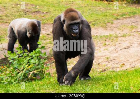 Gorilla nello Zoo, scena animale della fauna selvatica, mammifero sull'erba verde Berlino, Germania. Foto Stock