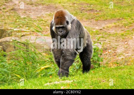 Gorilla nello Zoo, scena animale della fauna selvatica, mammifero sull'erba verde Berlino, Germania. Foto Stock