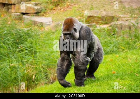 Gorilla nello Zoo, scena animale della fauna selvatica, mammifero sull'erba verde Berlino, Germania. Foto Stock