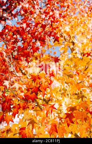 Colore sfumato dal giallo al rosso - fogliame autunnale sui rami dell'acero. Sfondo autunno, colori ardenti. Molte foglie luminose sul Foto Stock