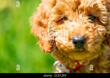 Primo piano, vista astratta di un piccolo cucciolo di poodle. Mostra il suo cappotto ipoallergenico e il naso piccolo. Foto Stock