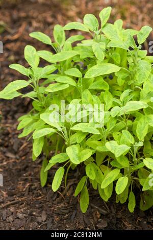 Golden Sage o Sage variegato (Salvia officinalis 'Aurea') in un giardino di erbe a Issaquah, Washington, USA Foto Stock