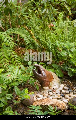 Statua di salmone circondata da Western Sword Fern, Salal e Oregon uva in un giardino ombreggiato a Issaquah, Washington, Stati Uniti Foto Stock