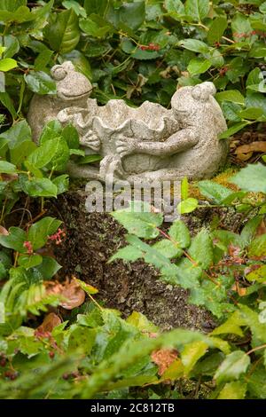 Statua di rana che riposa su un moncone in un giardino all'ombra di Salal e Oregon Grape, a Issaquah, Washington, USA Foto Stock