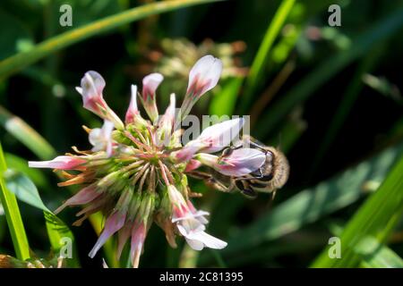 Ape femminile di miele che raccoglie polline. Api di miele sotto rischio a causa di applicazione non-controllo pesticida Foto Stock