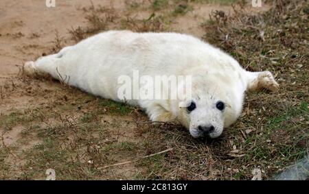 Cuccioli foca grigi e adulti che si rilassano sulla spiaggia Foto Stock