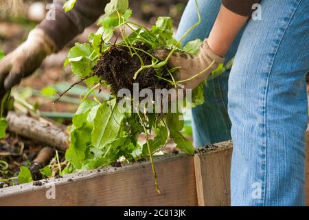 Donna che tira erbacce e piante indesiderate nel giardino d'autunno a Issaquah, Washington, USA Foto Stock