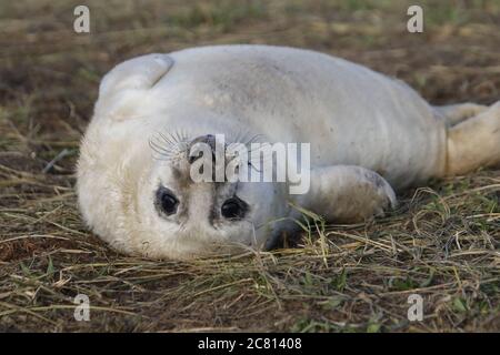 Cuccioli foca grigi e adulti che si rilassano sulla spiaggia Foto Stock