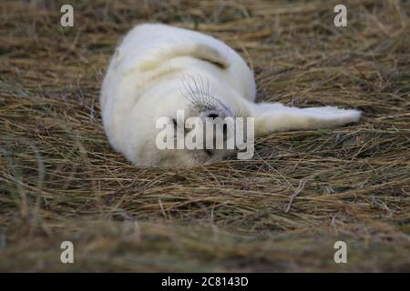 Cuccioli foca grigi e adulti che si rilassano sulla spiaggia Foto Stock