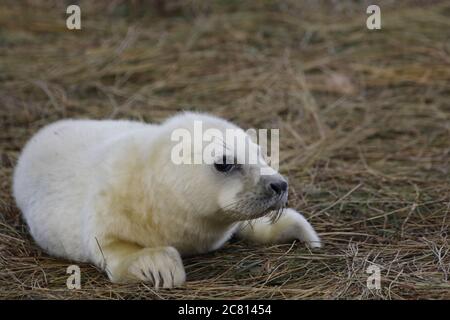 Cuccioli foca grigi e adulti che si rilassano sulla spiaggia Foto Stock