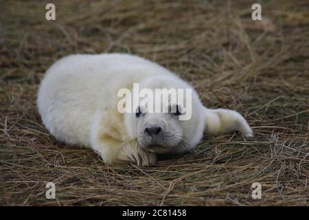 Cuccioli foca grigi e adulti che si rilassano sulla spiaggia Foto Stock