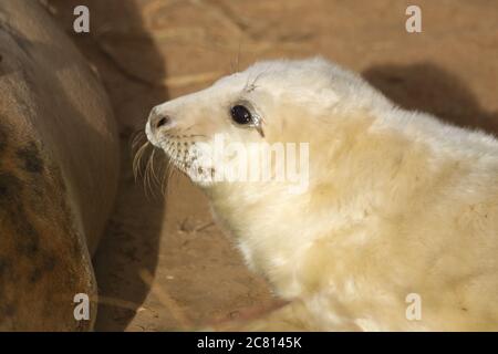 Cuccioli foca grigi e adulti che si rilassano sulla spiaggia Foto Stock