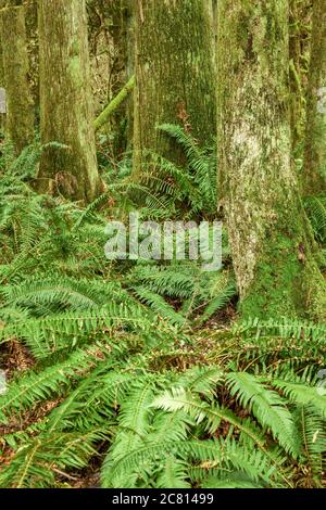 Squak Mountain State Park in Issaquah, Washington, Stati Uniti d'America. Western Swordferns in una foresta pluviale. Foto Stock