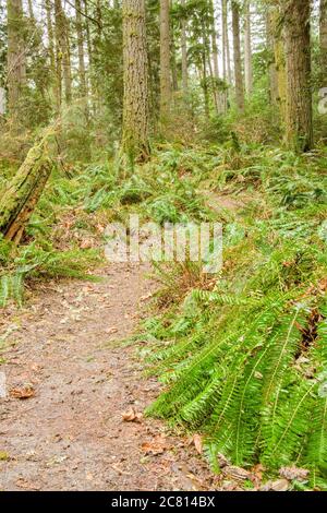 Squak Mountain State Park vicino Issaquah, Washington, Stati Uniti d'America. Western Swordferns lungo un percorso in una foresta pluviale. Foto Stock