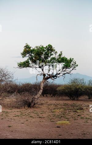 Alberi nel cespuglio al Parco Nazionale di Awash, nella regione di Afar, Etiopia del Nord Foto Stock